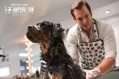 娱乐圈爆料50条狗视频,50条狗视频背后的娱乐圈秘密大揭秘